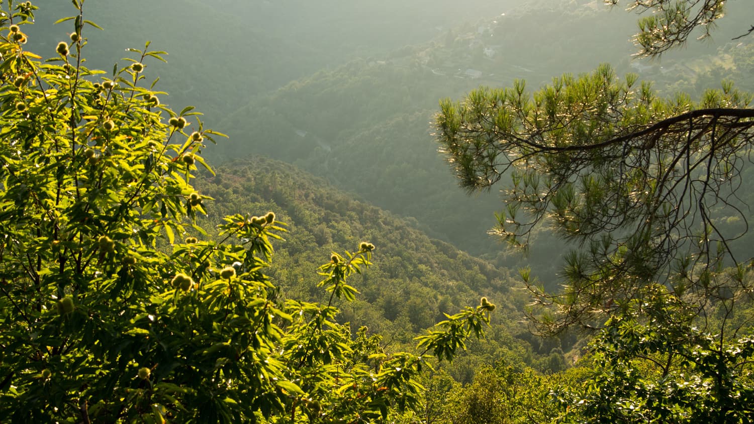 Parc-national-des-cevennes-04