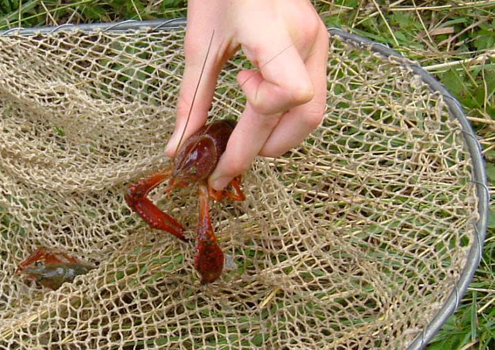Peche-ecrevisse