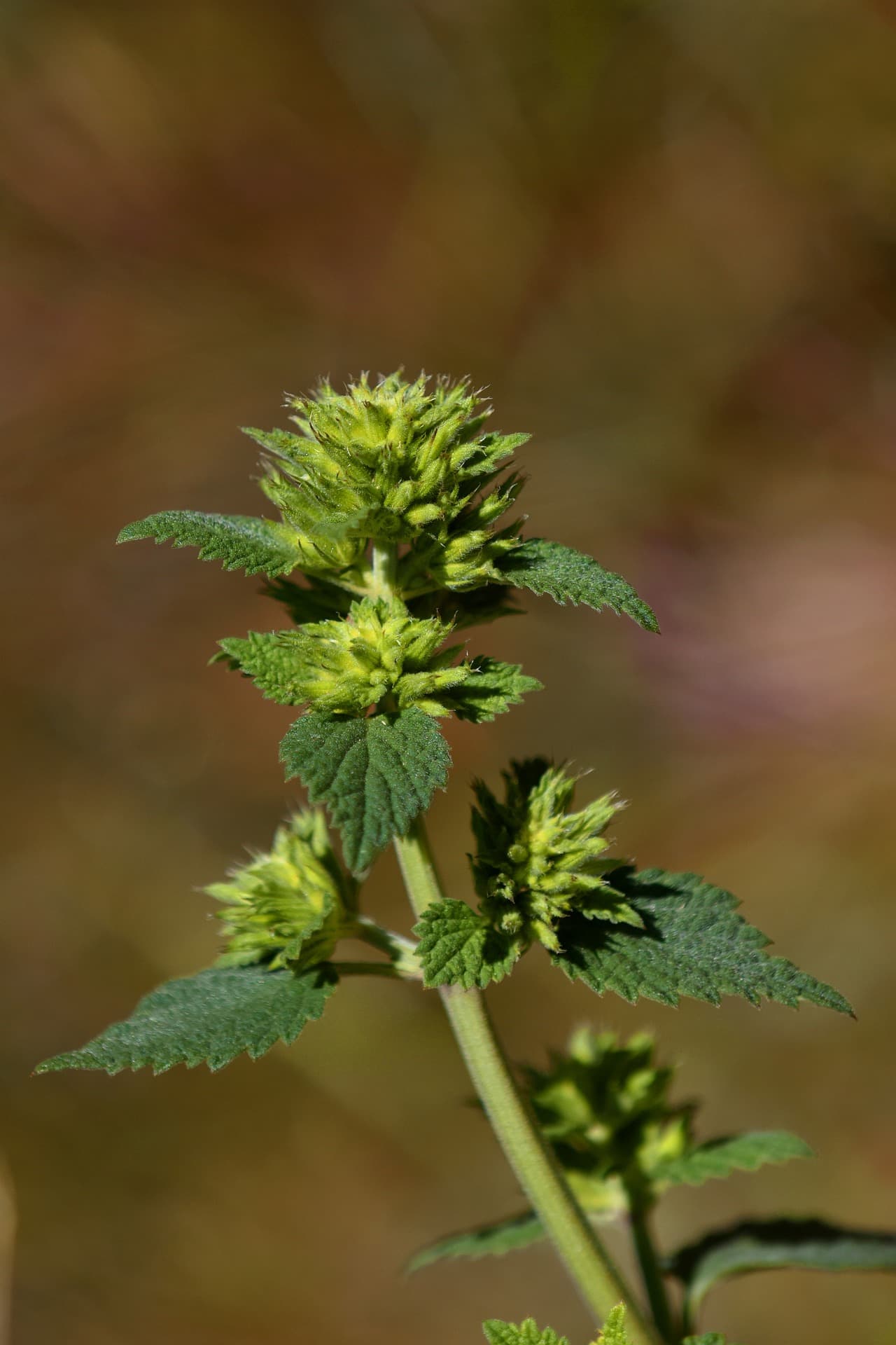 Plantes_sauvages_comestibles