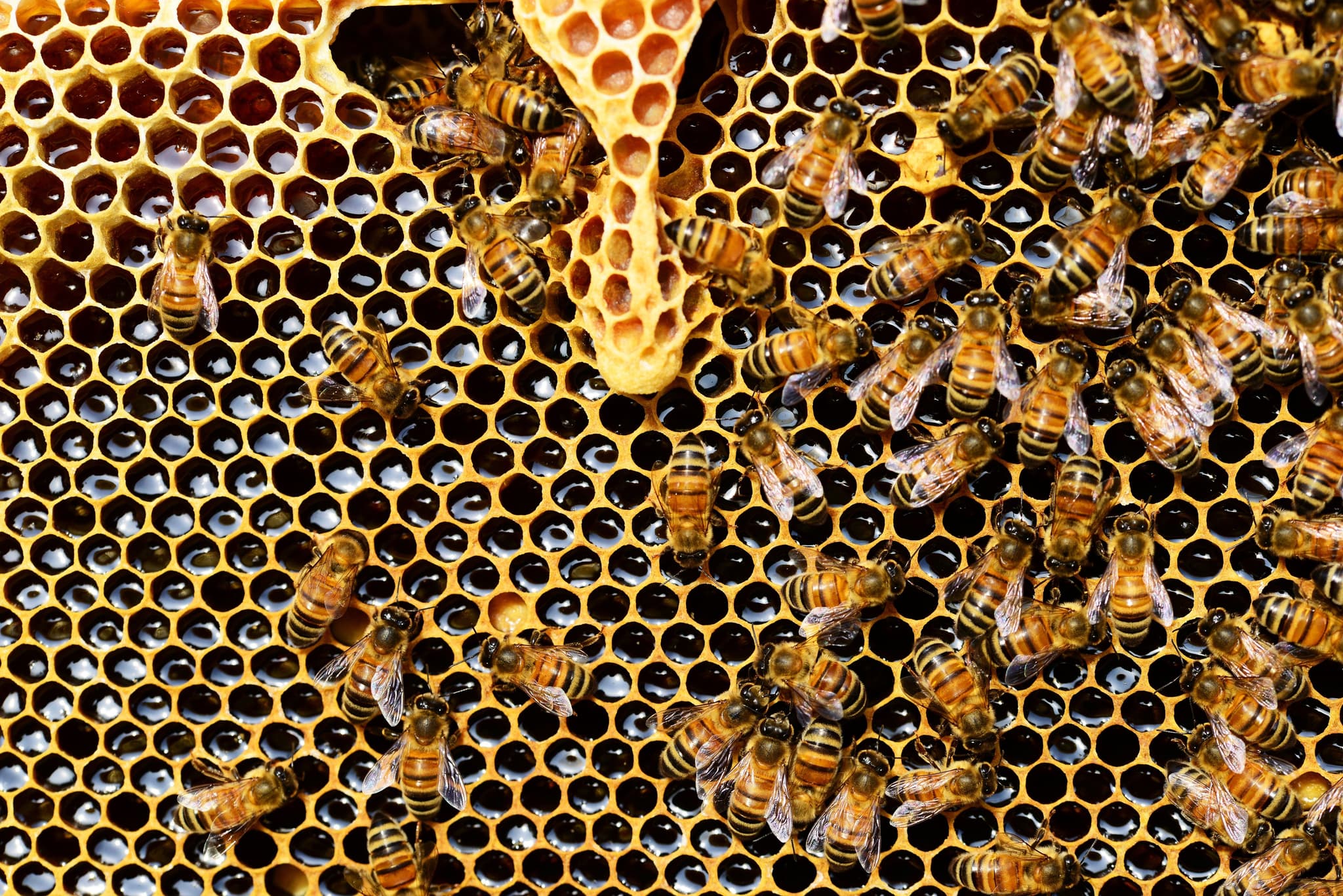 ABEILLE