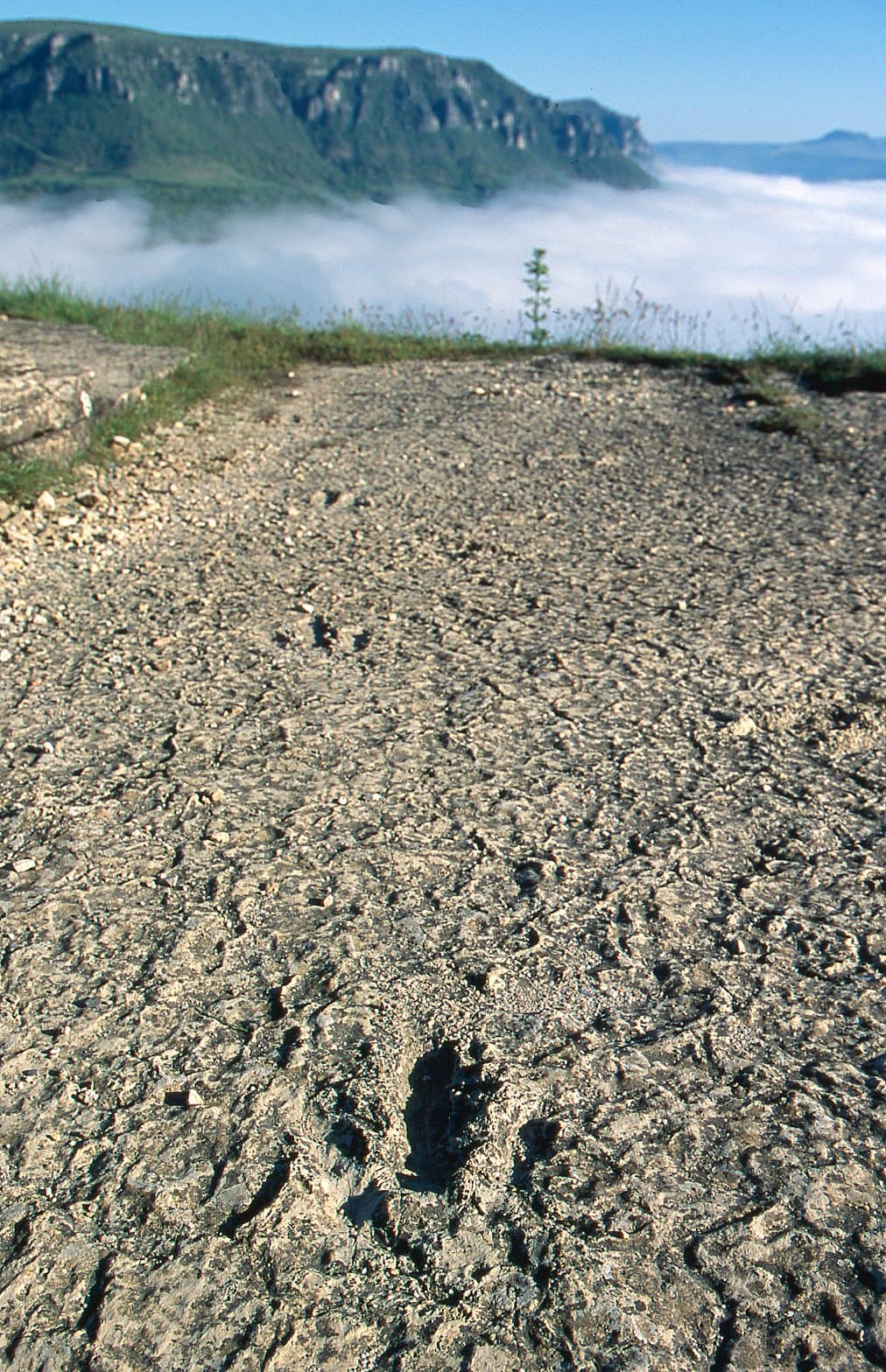 Trace de pas de Dinosaure