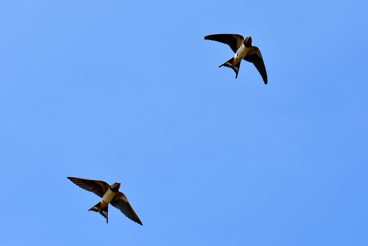 Oiseaux migrateurs