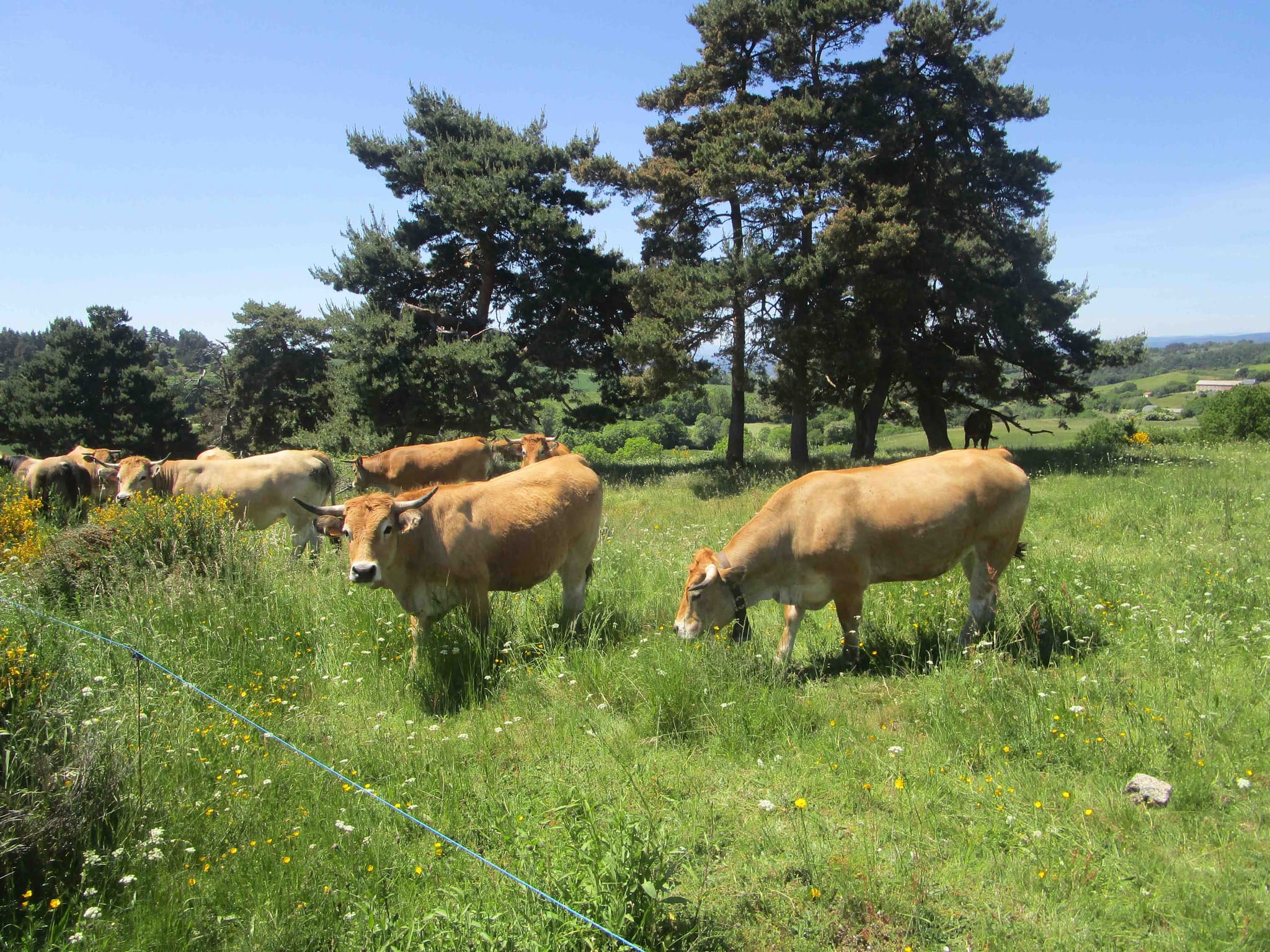 Vaches Aubrac