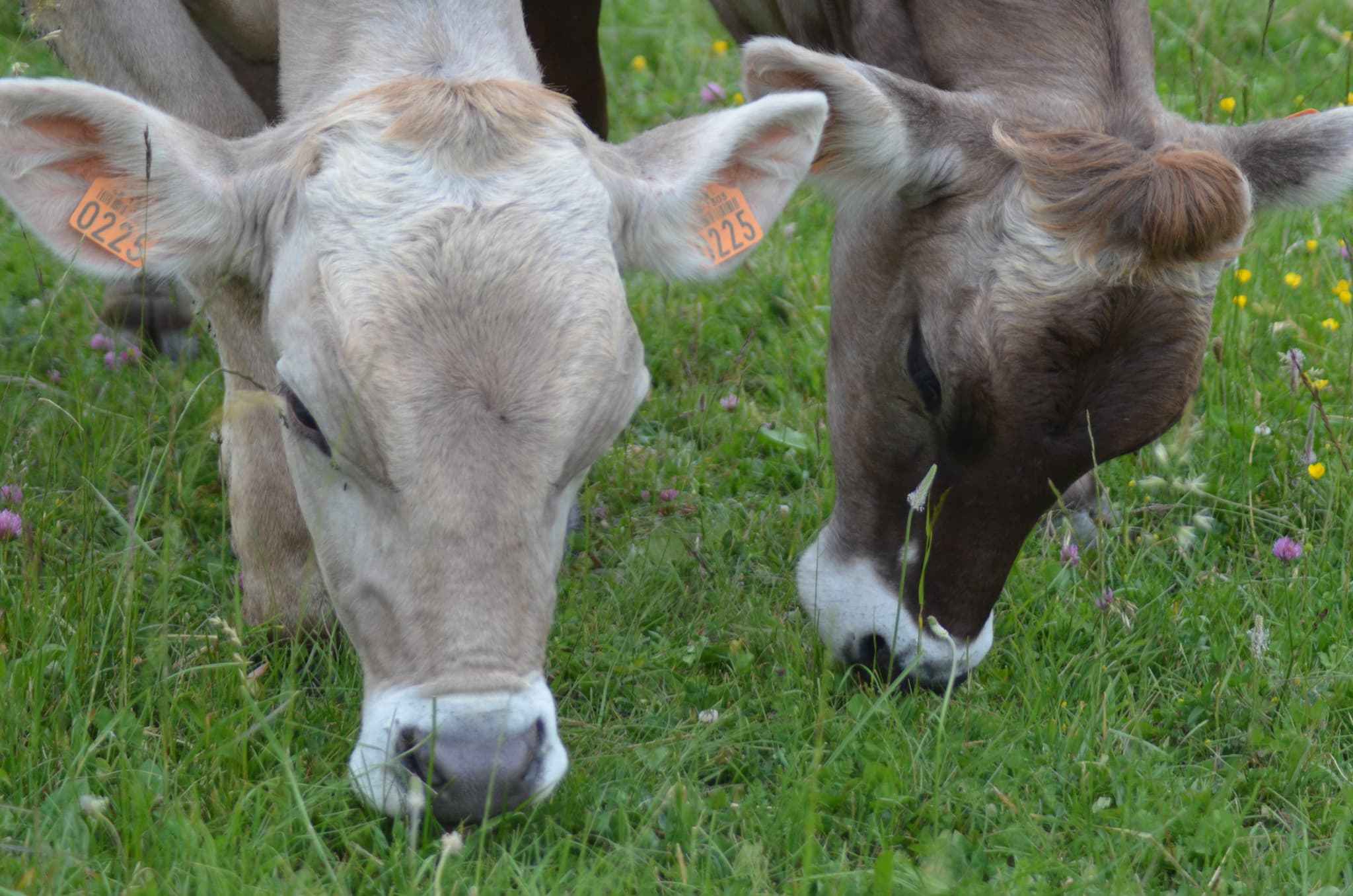 HLOLAR048V50738T - vaches qui broutent