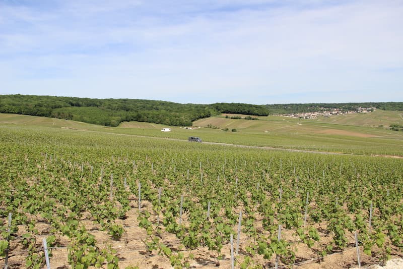 Champagne Pierre Gobillard - L'effervescence - Hautvillers