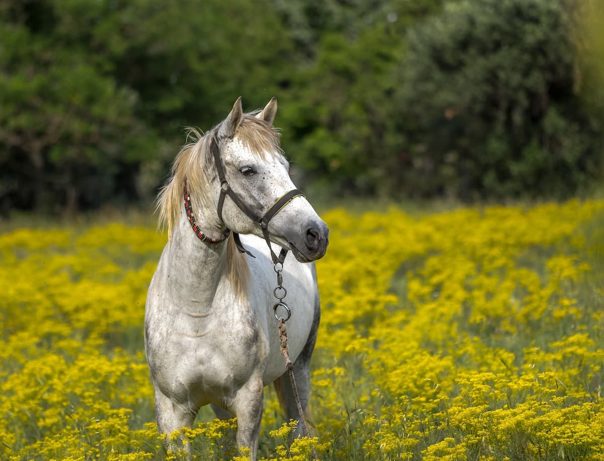 Cheval - photo non contractuelle