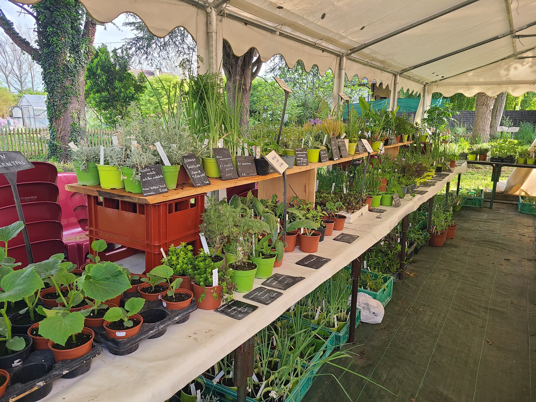 plantes