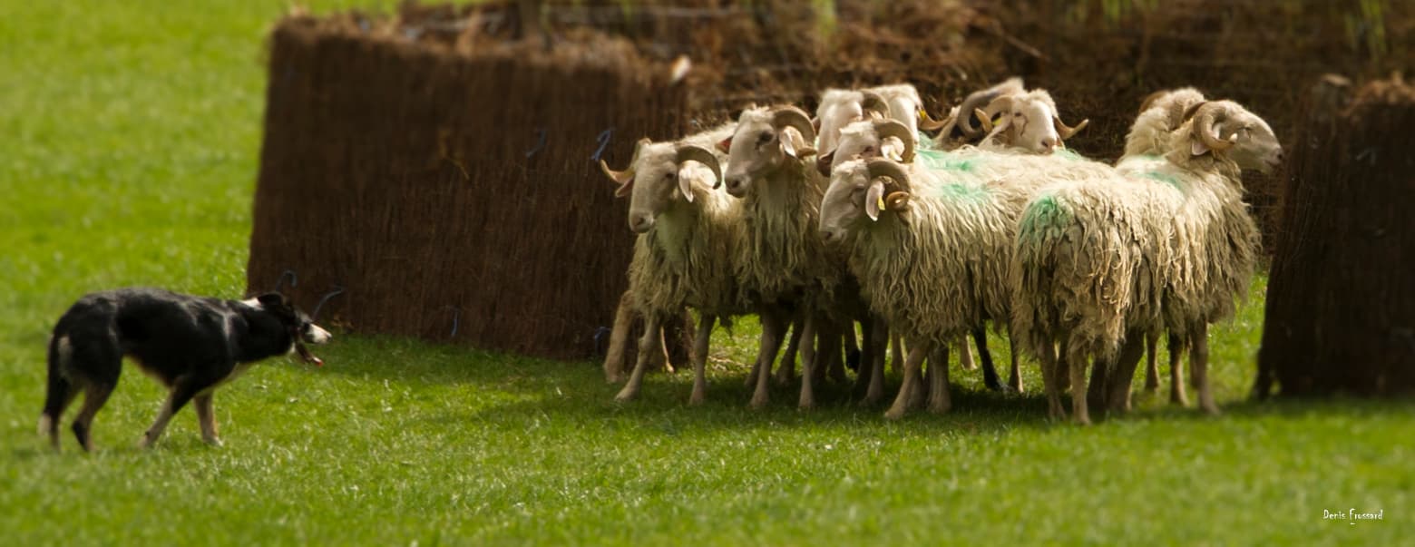 Le concours de chien de berger de la Fête des bergers d'Aramits