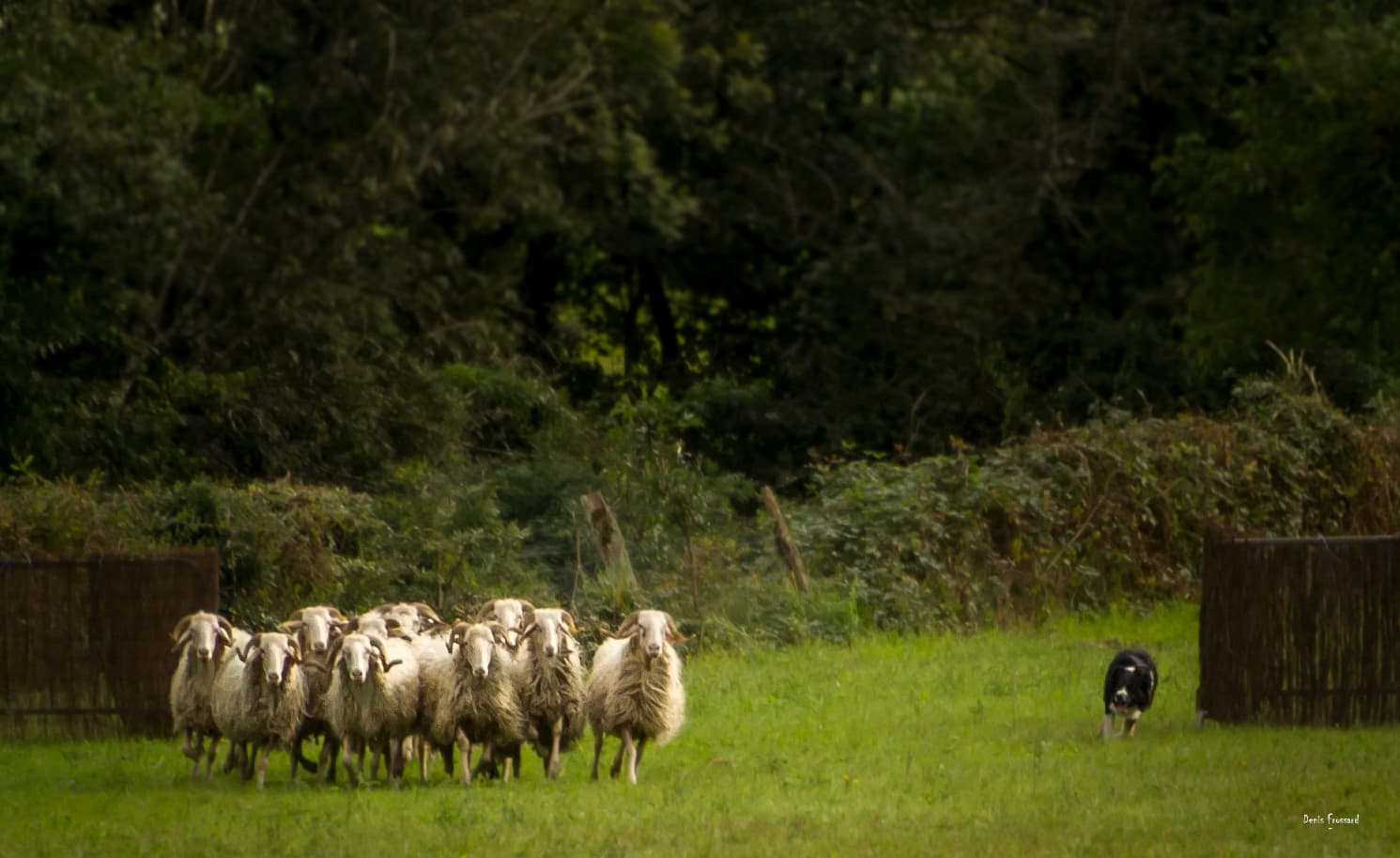 Le concours de chien de berger de la Fête des bergers d'Aramits