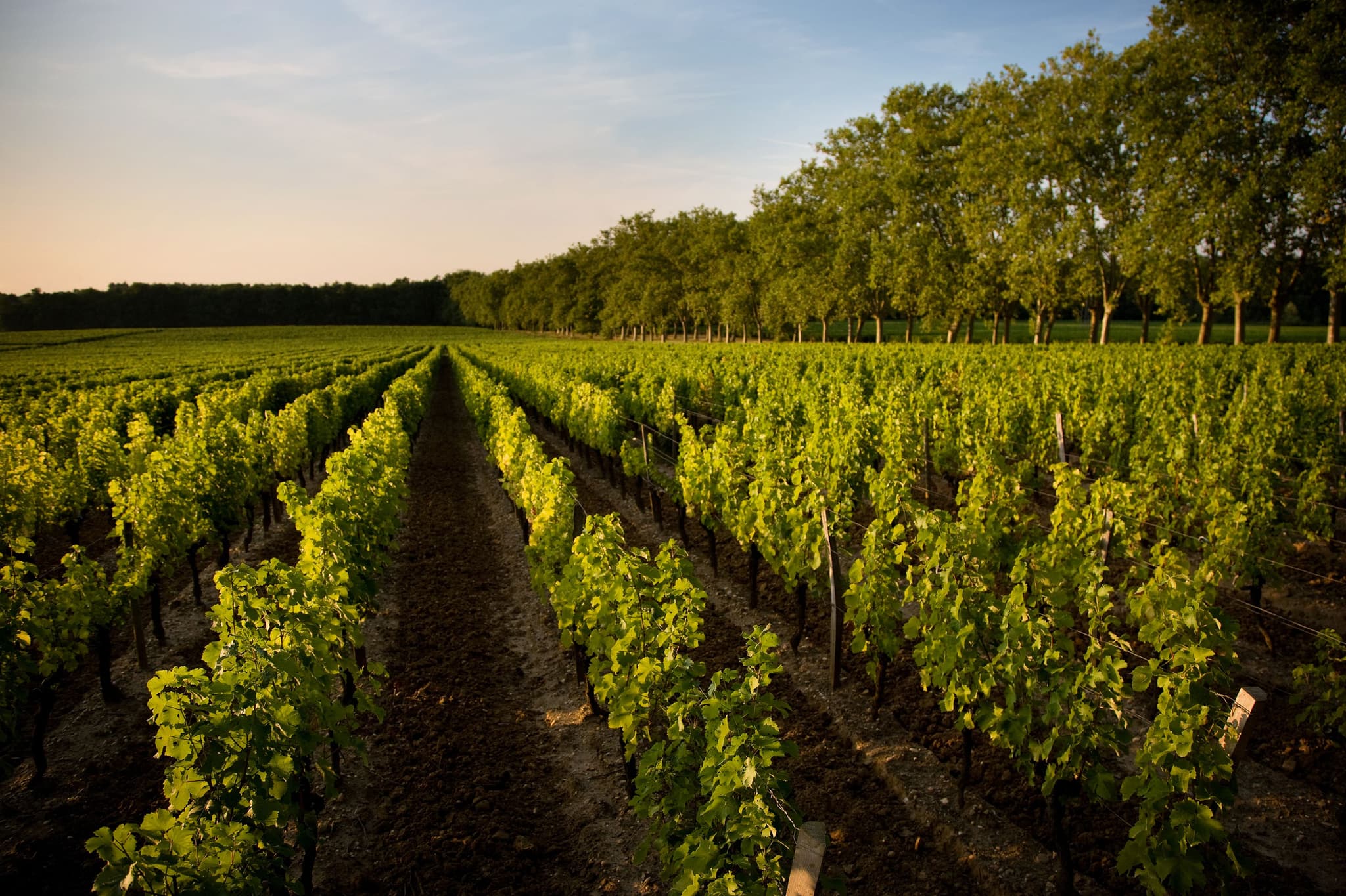 Chateau Carbonnieux