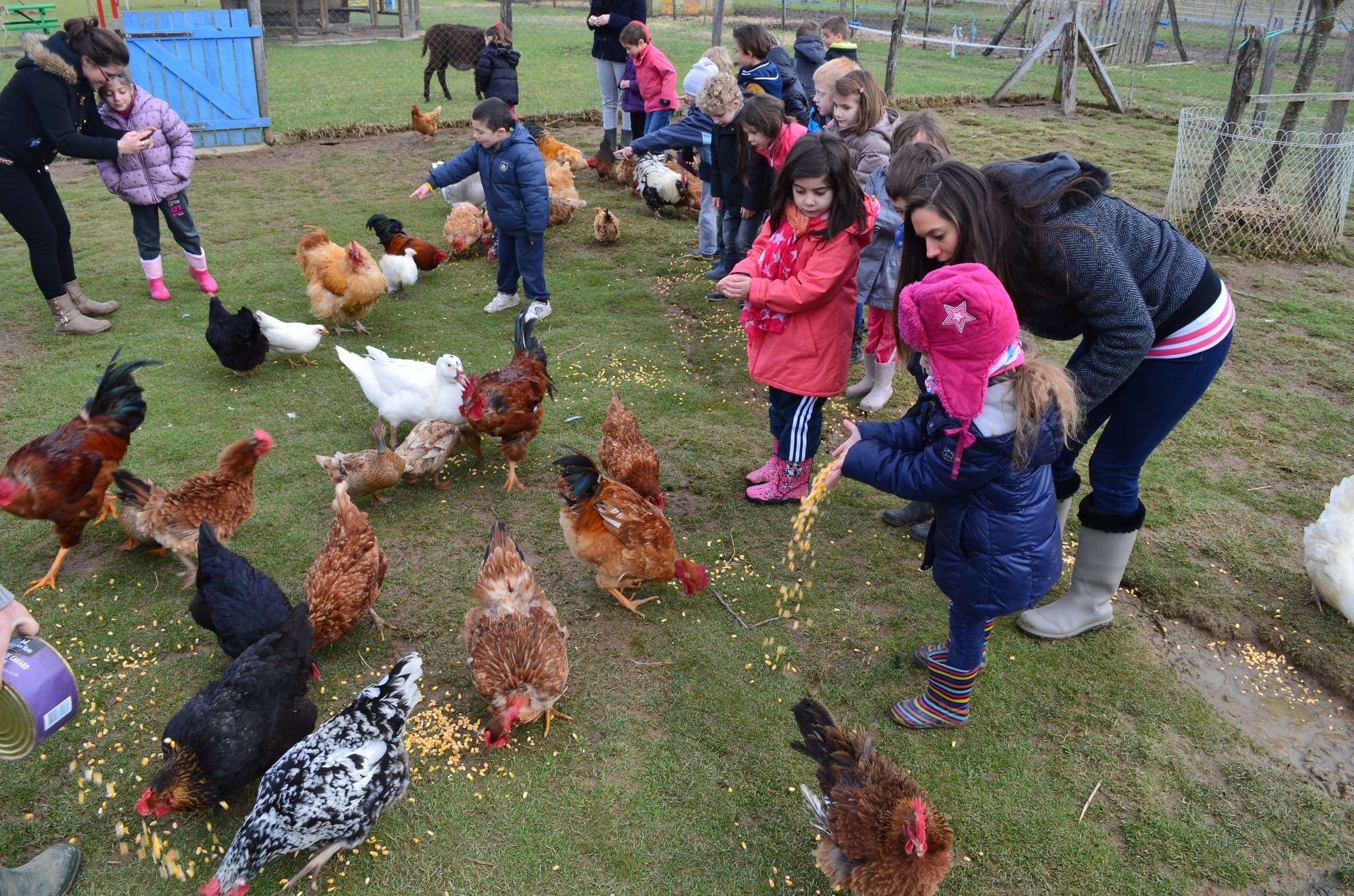 ©ferme poneys Pouillon-le poulailler