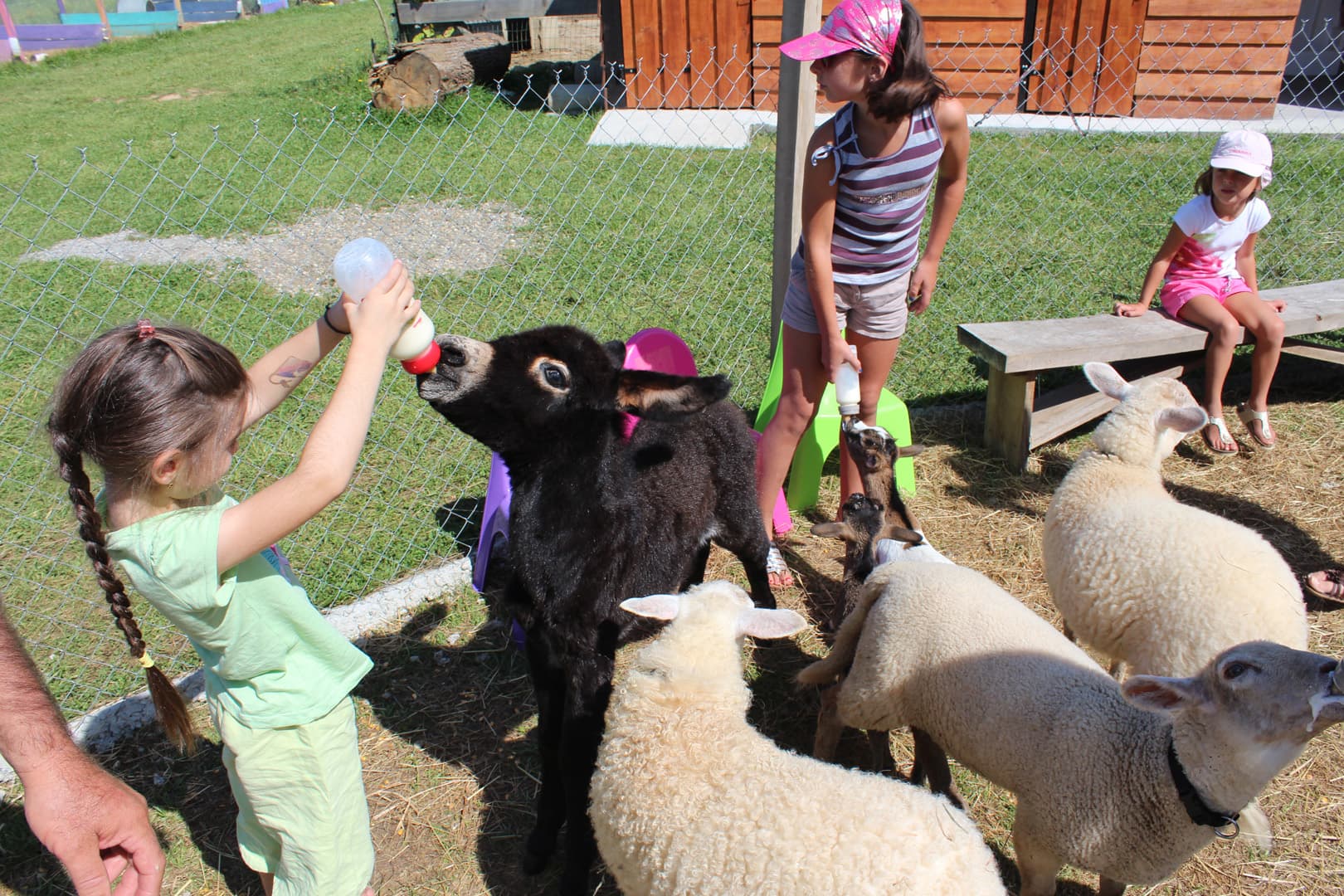 ©ferme poneys Pouillon-les biberons