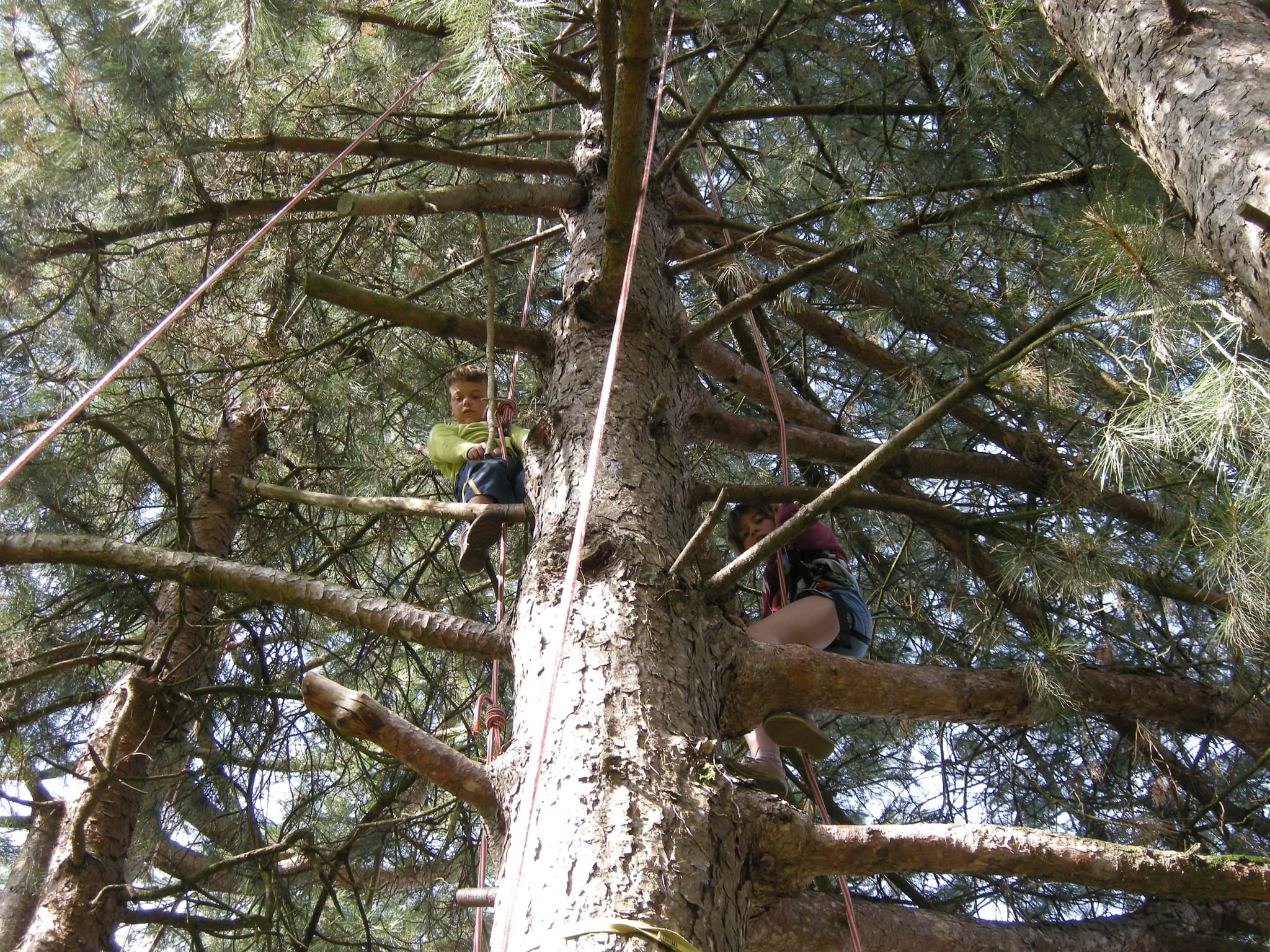 Les Grimpereaux de l’Hermitain - Grimpe dans les arbres