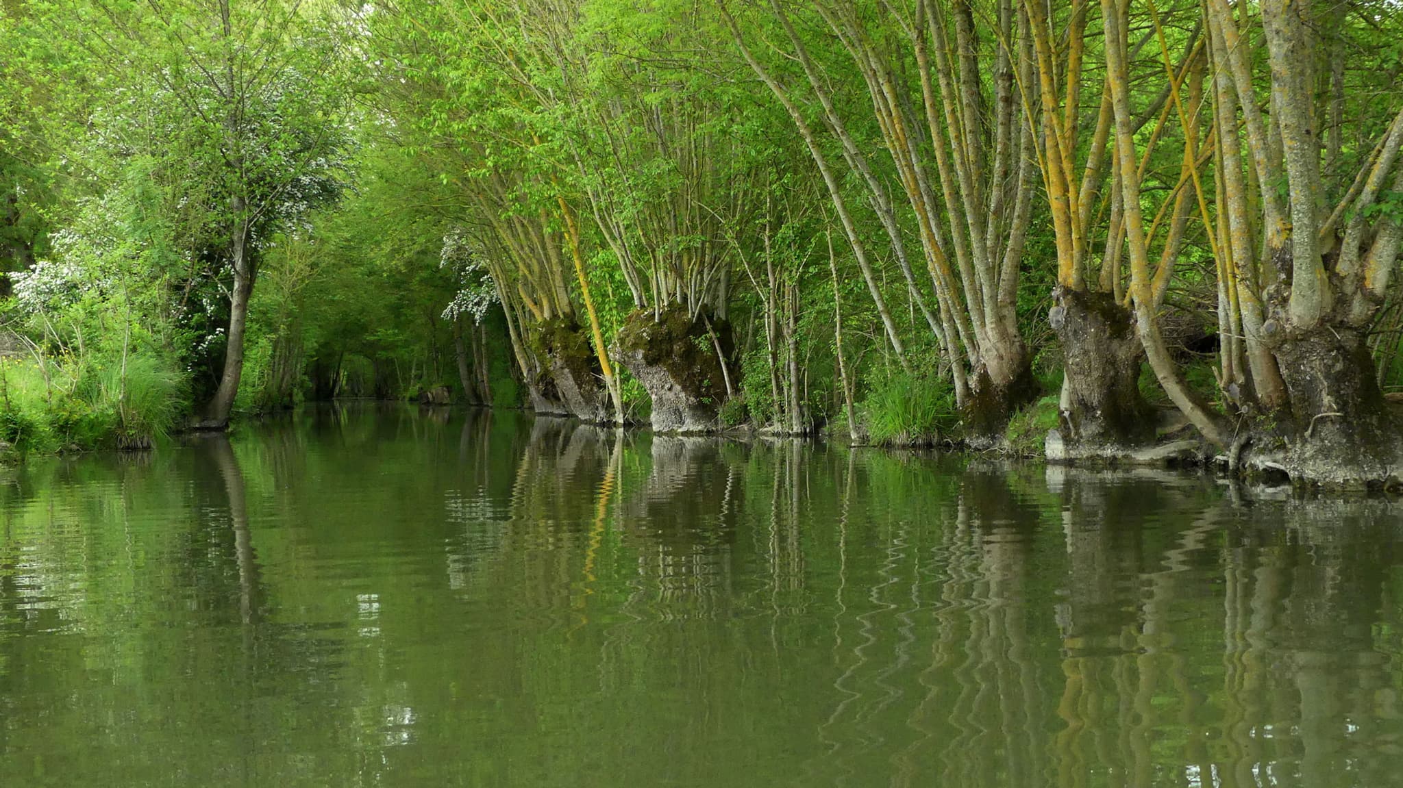 Paysage du marais