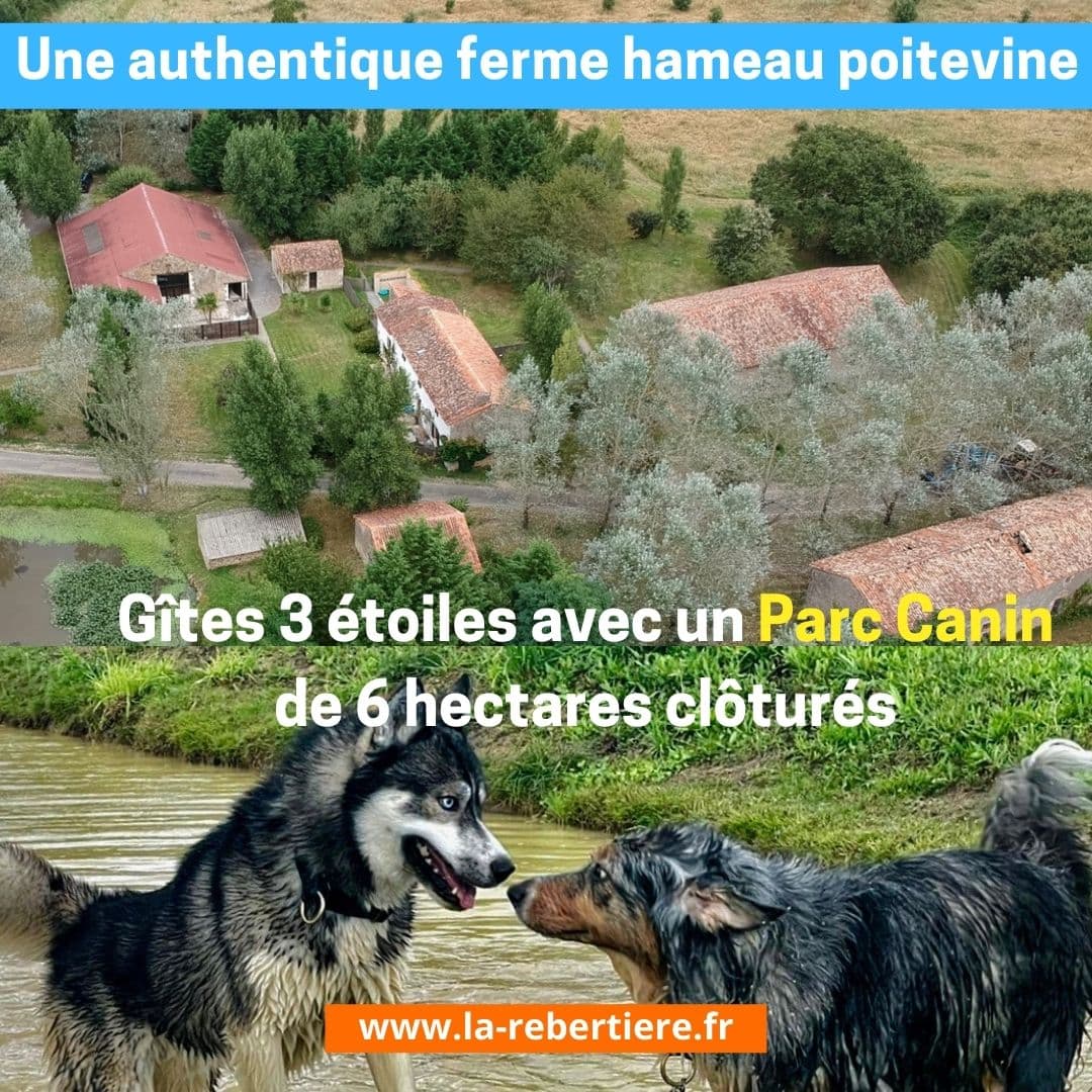 Gîte spécial chien