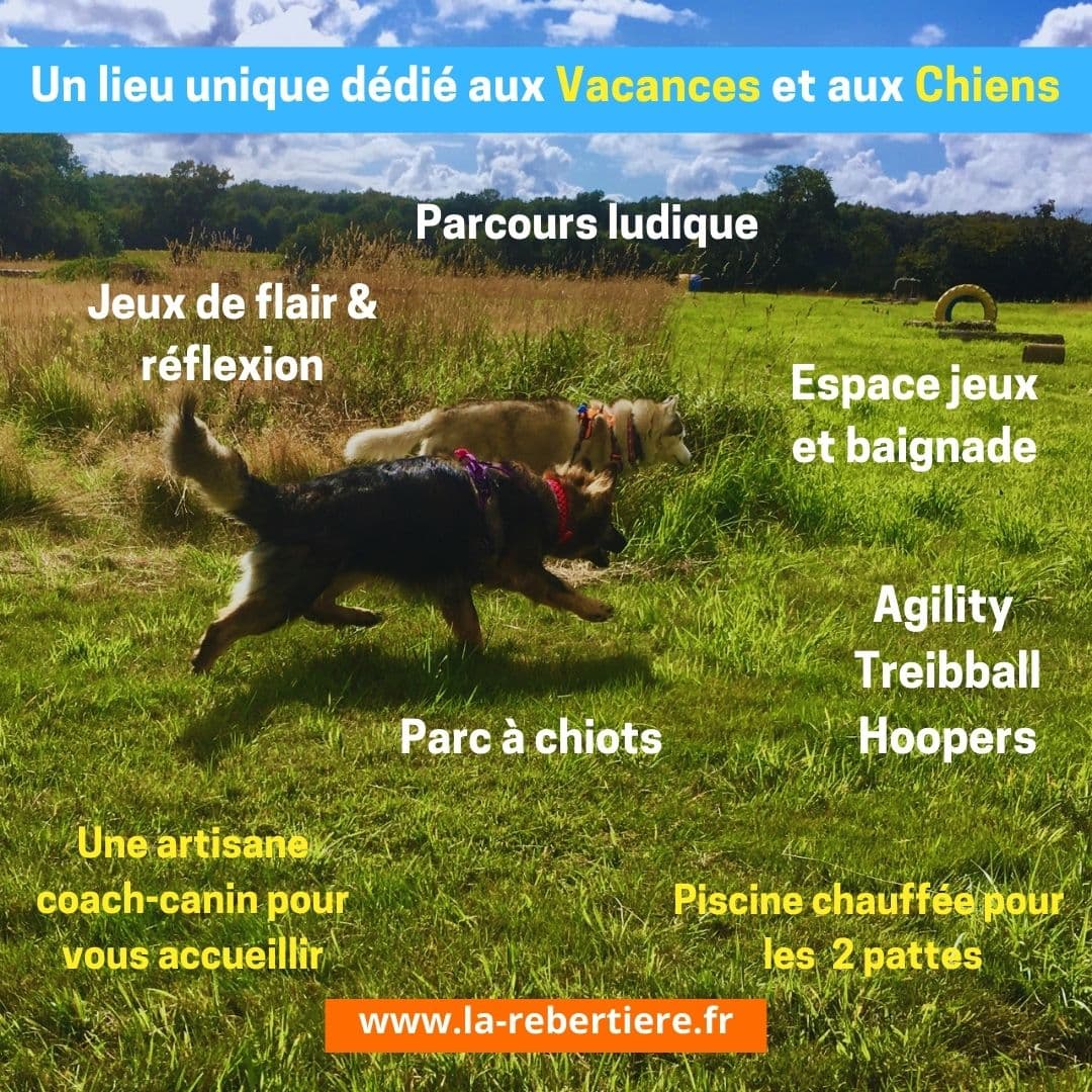 Chiens en liberté sur le parc canin
