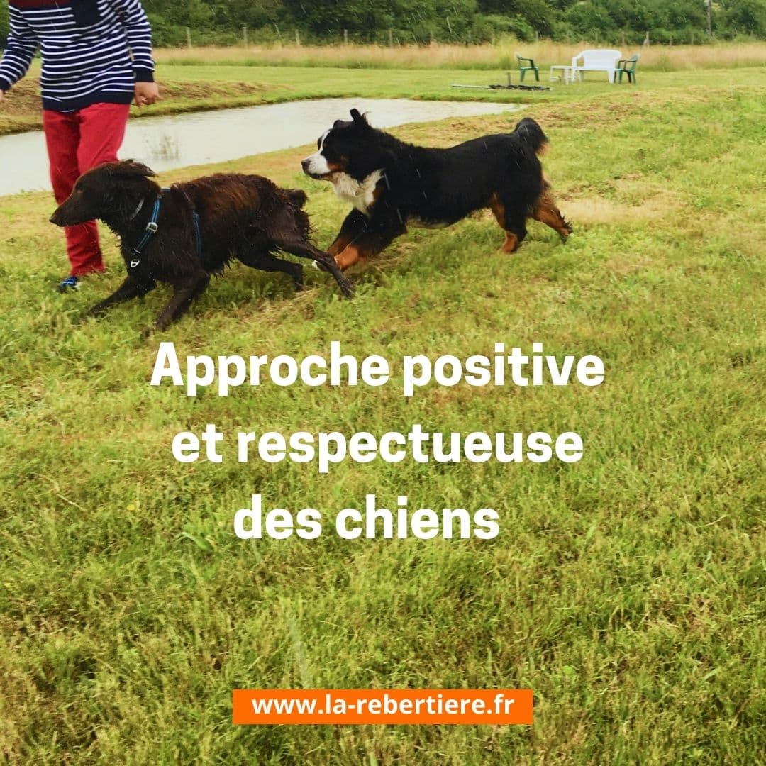 Approche bienveillante des chiens