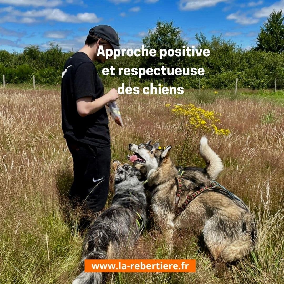 Approche bienveillante des chiens