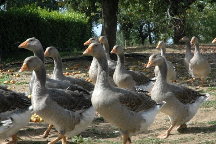 Ferme du Brusquand
