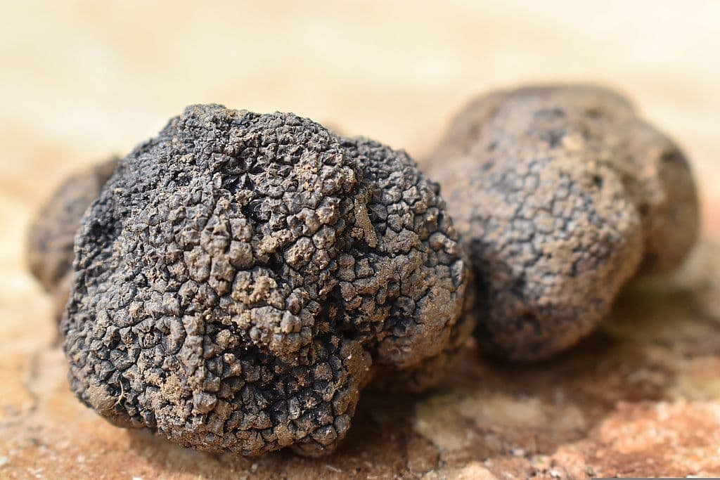 1 Truffe du Périgord