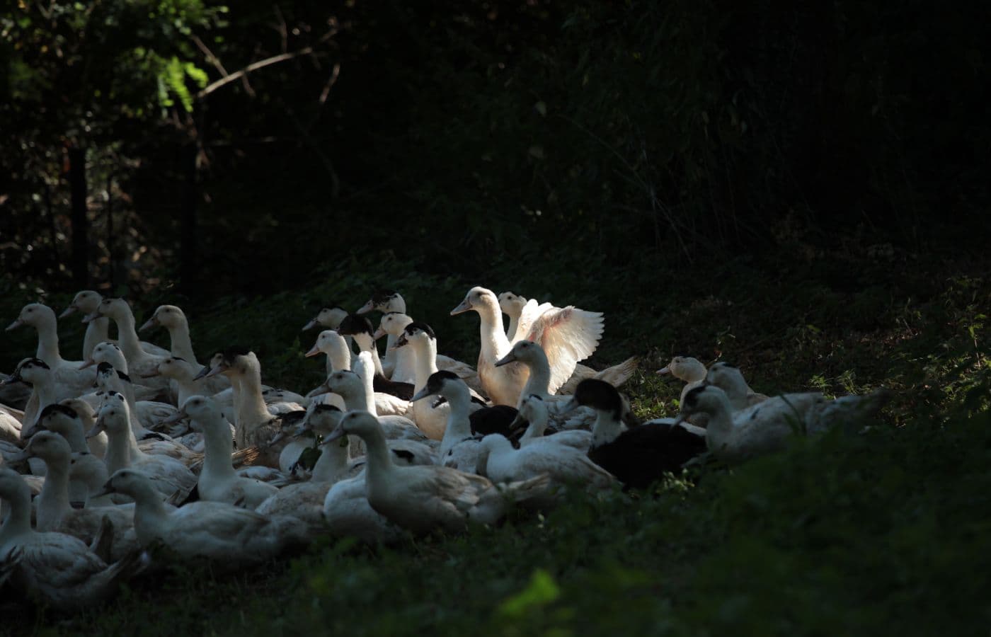 Ferme de Beleslou_Canards