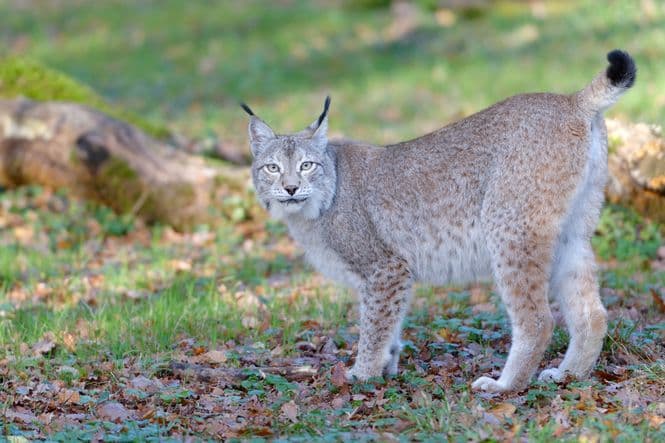Lynx, Zoodyssée, parc animalier à Villiers-en-Bois