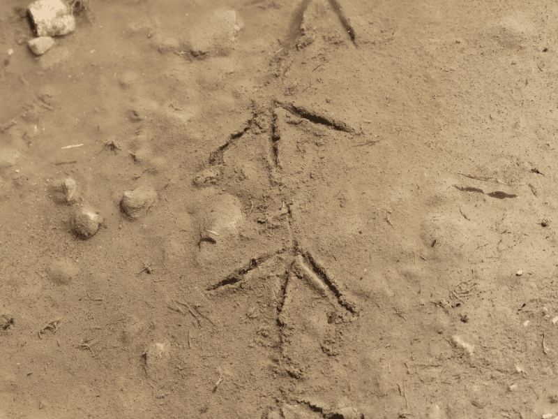Sur les traces des animaux - Activité Terres d'Oiseaux - 800x600