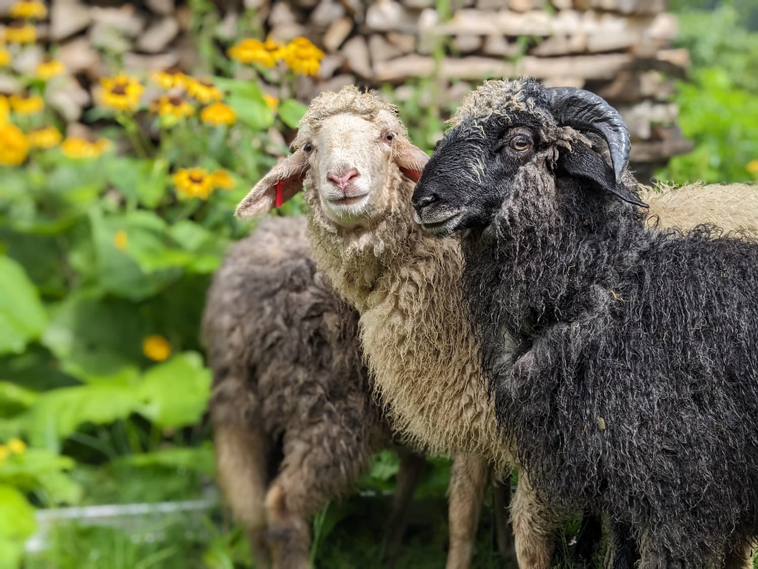 Moutons