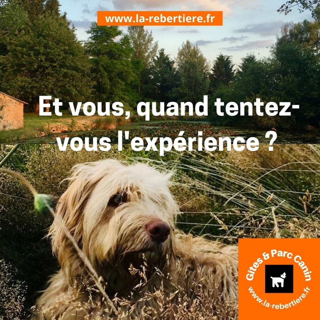 Vos chiens vous disent merci !