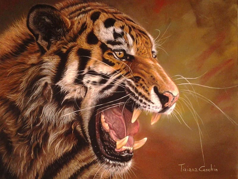 10-tigre