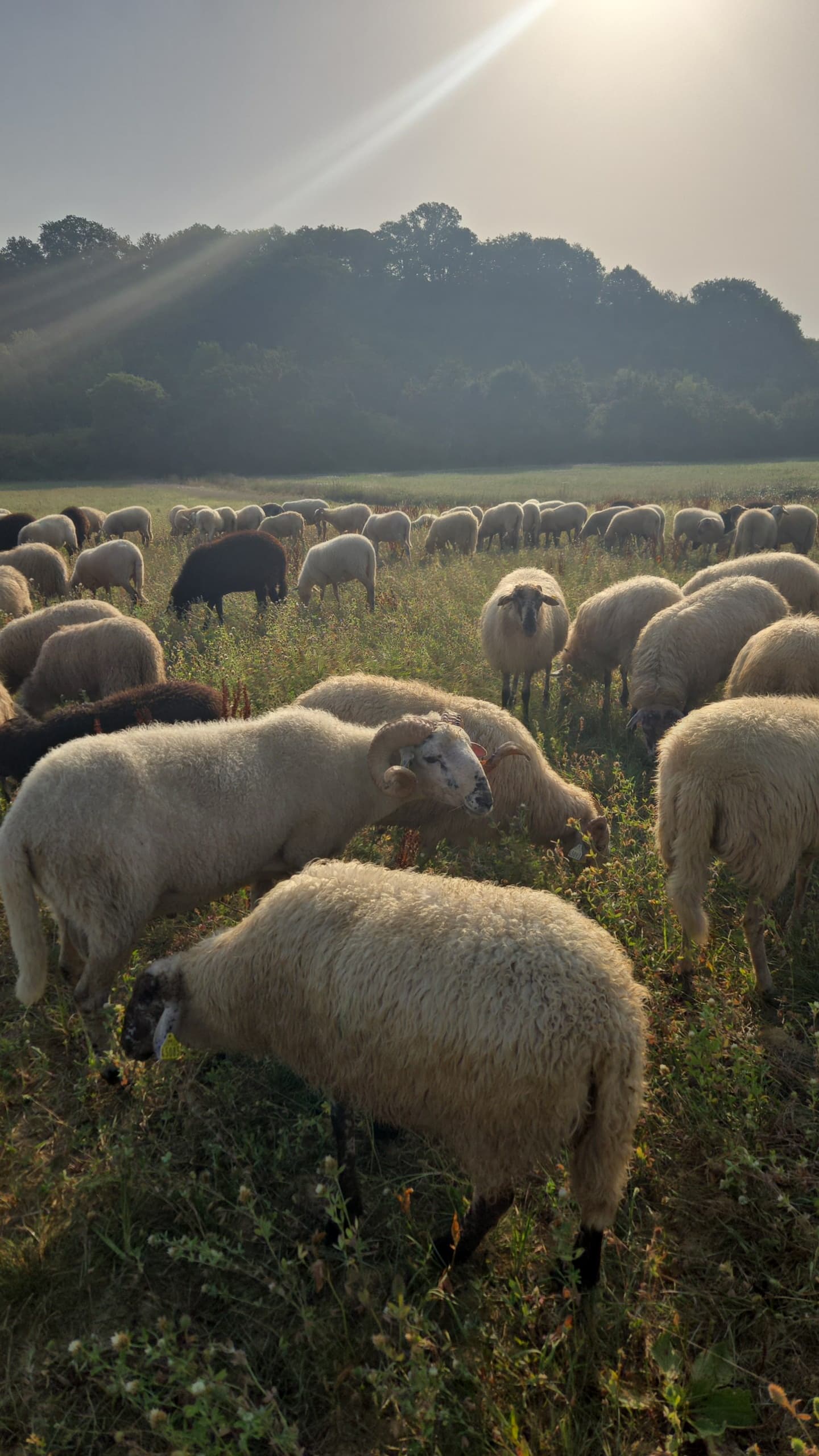 La Ferme de Juliette
