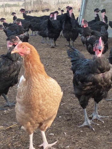 Poules.jpg_3