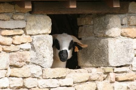 Un des moutons des cinq continents