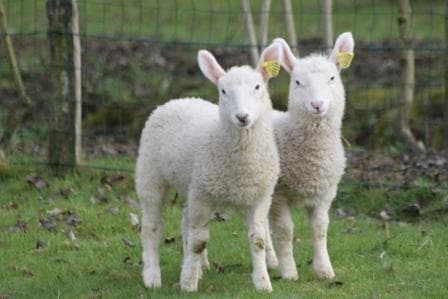 Mouton Village Vasles 2BD