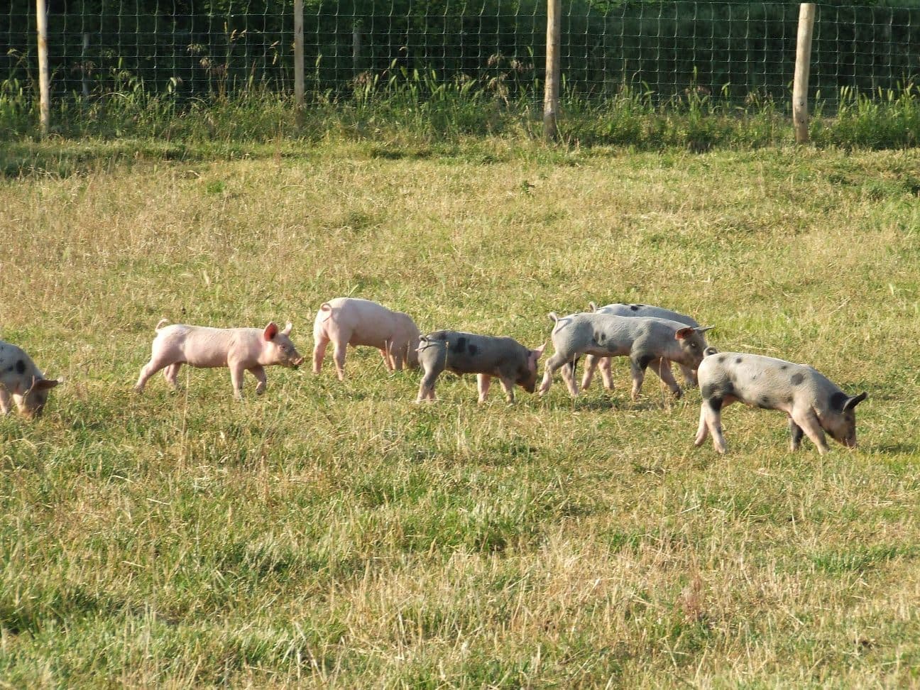 Ferme Mantellerie 3.JPG_2