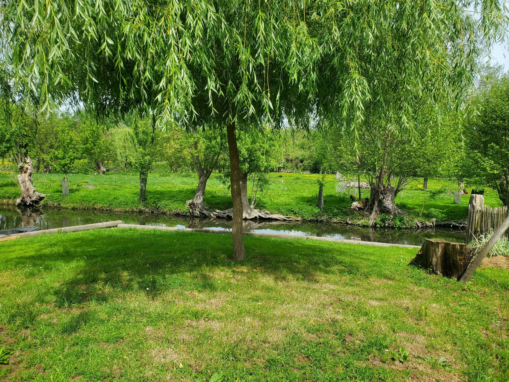 Le jardin du gîte La libellule