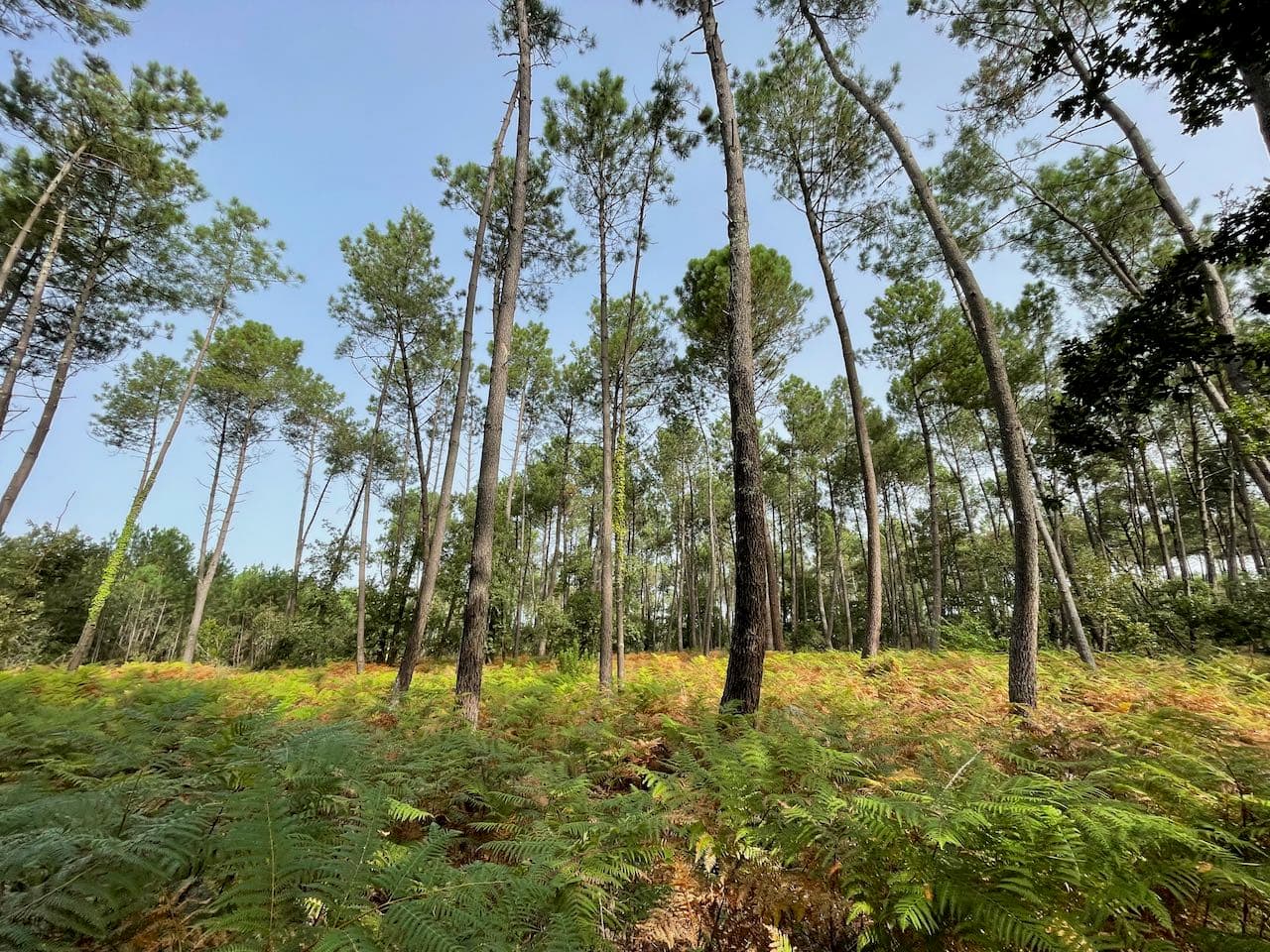 Vue Forêt