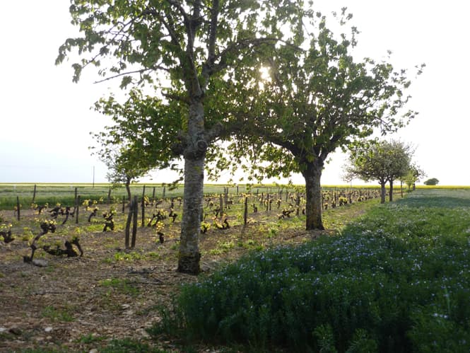 Un carré de vigne