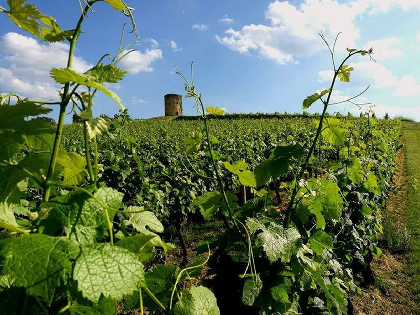 Vignobles Maurin