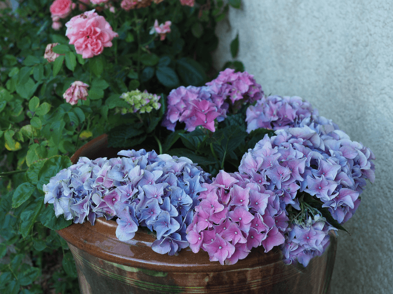 Fleurs