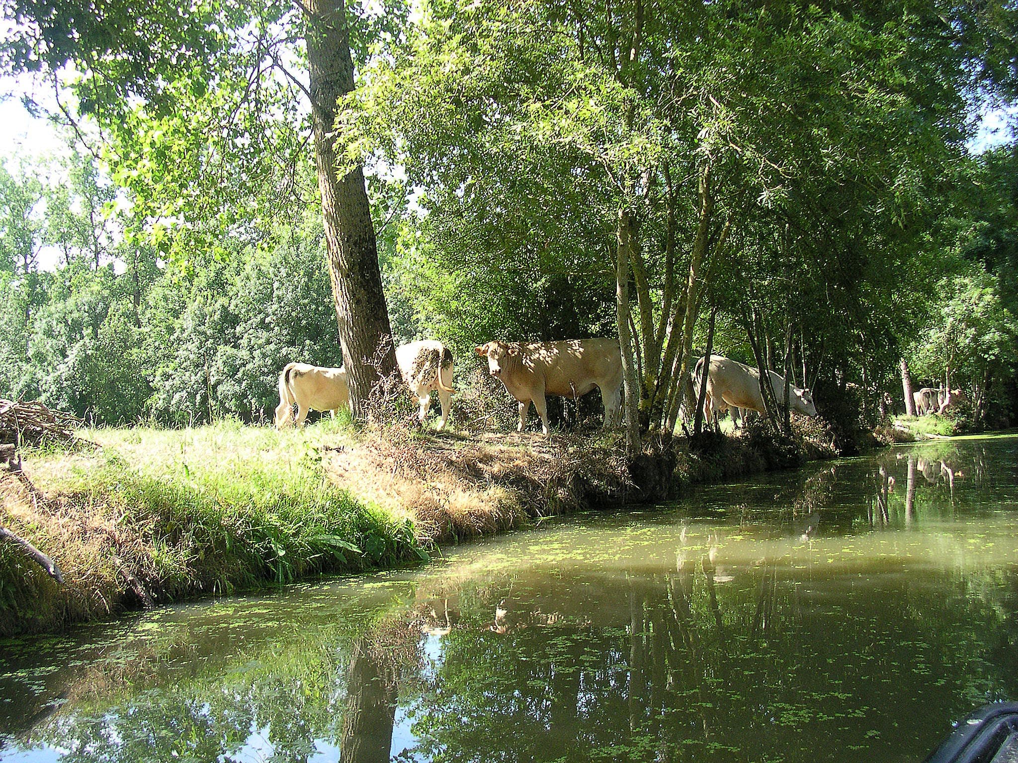 Balade en barque