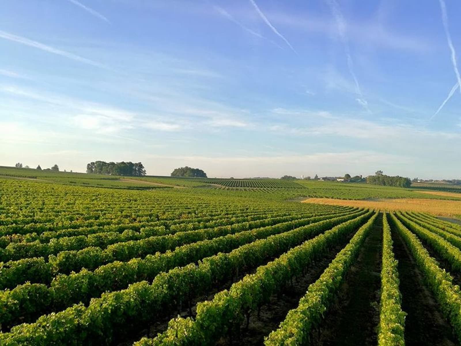 Vignobles Maurin