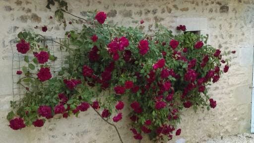gitedela grimolle rosier en fleurs en mai