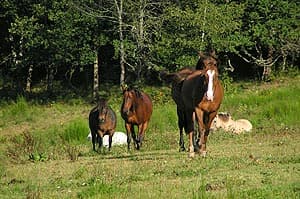 Centre Equestre de Meymac_1
