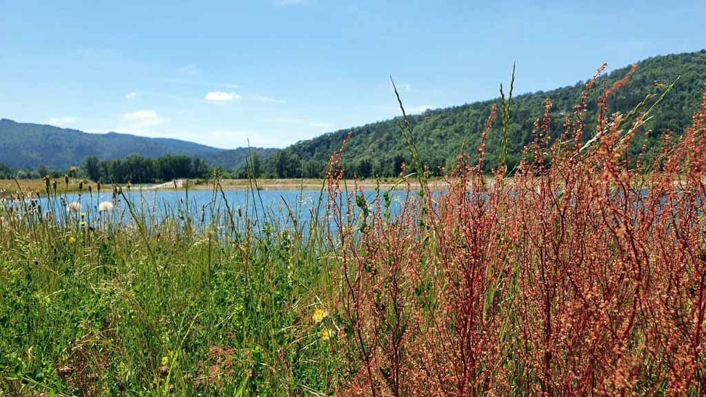 Réserve départementale de biodiversité d’Argentat-sur-Dordogne_3