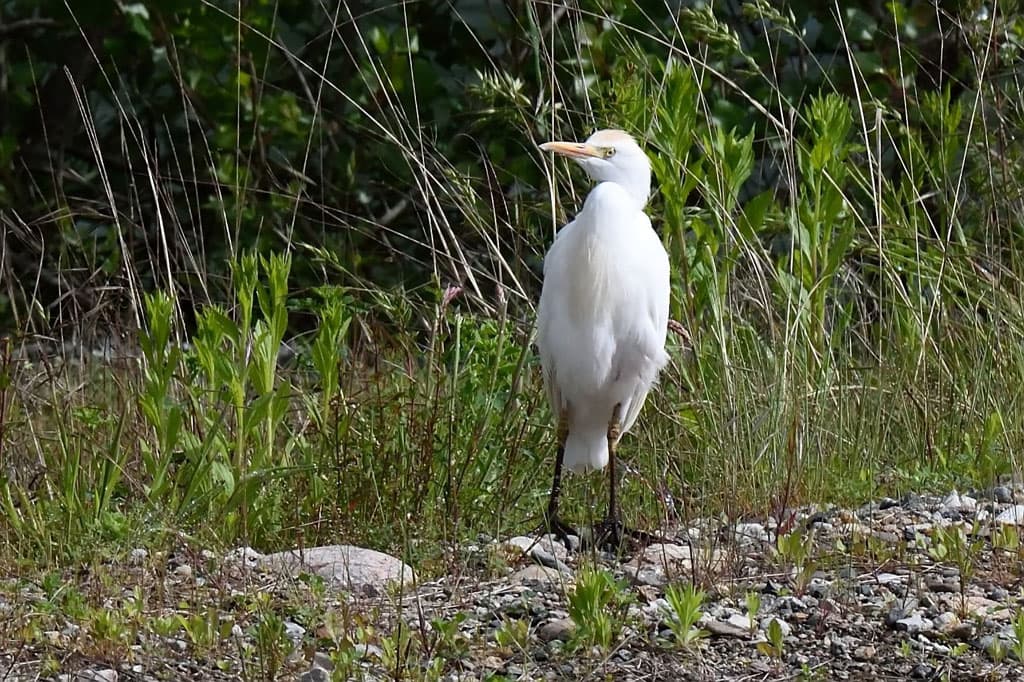 Réserve départementale de biodiversité d’Argentat-sur-Dordogne_9