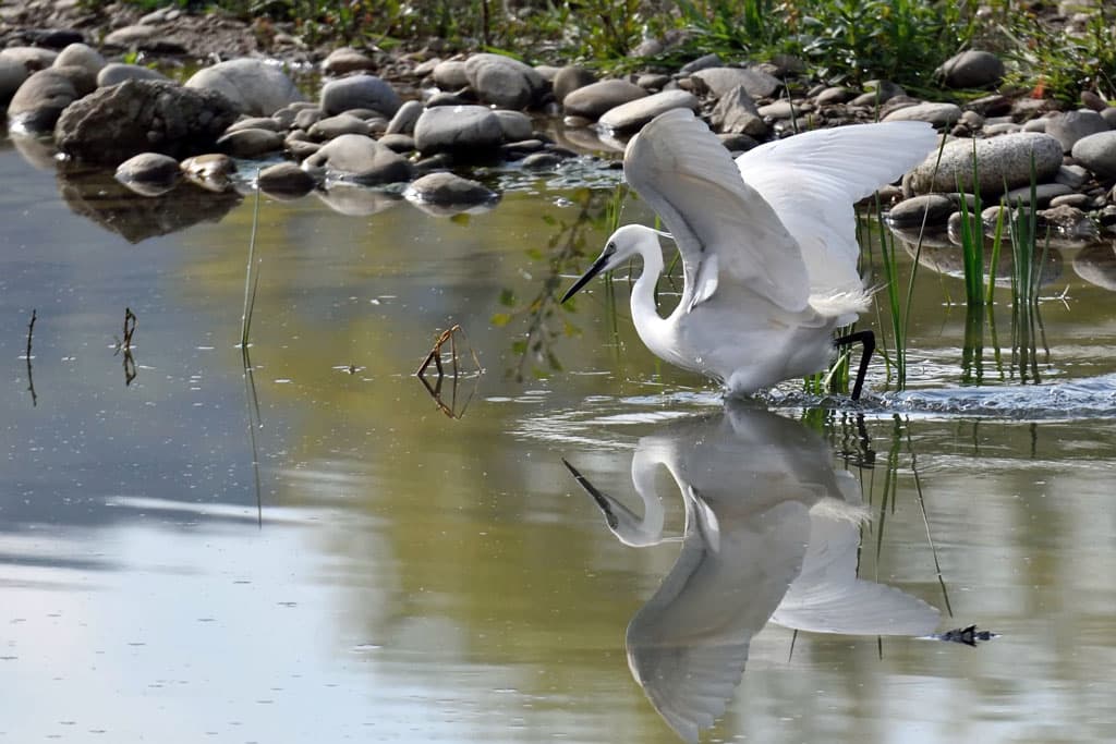 Réserve départementale de biodiversité d’Argentat-sur-Dordogne_8
