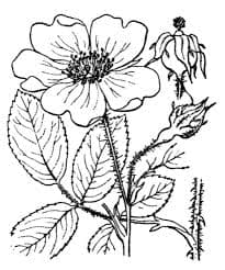 Rosa gallica_3