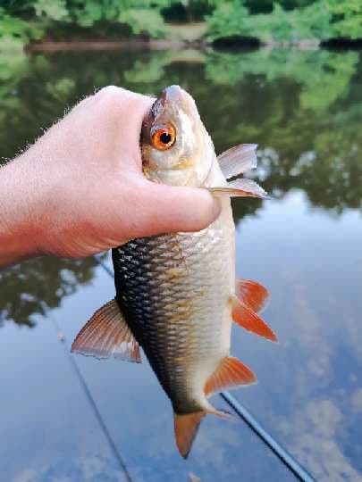 Pêche dans la Vézère, au fond du parc_4