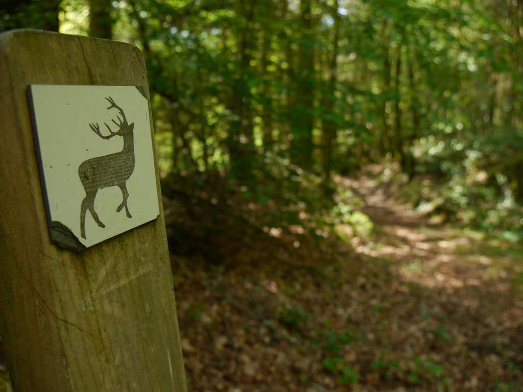 ©OT Tulle en Corrèze_2